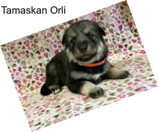 Tamaskan Orli