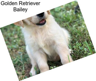 Golden Retriever Bailey