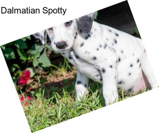 Dalmatian Spotty