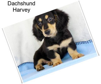 Dachshund Harvey