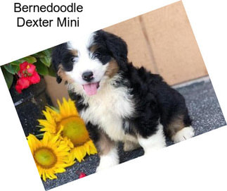 Bernedoodle Dexter Mini
