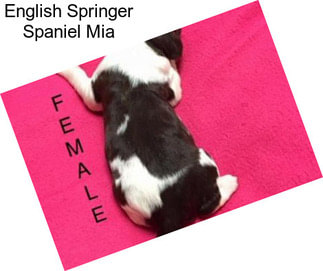 English Springer Spaniel Mia