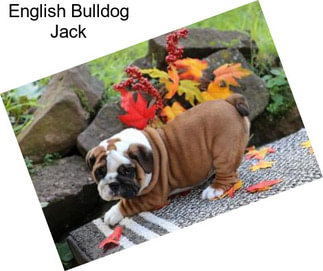 English Bulldog Jack