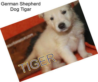 German Shepherd Dog Tigar