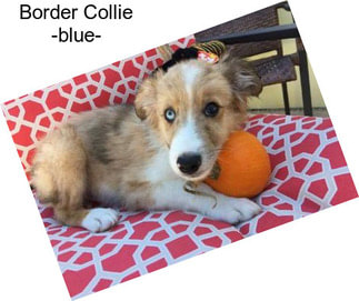 Border Collie -blue-