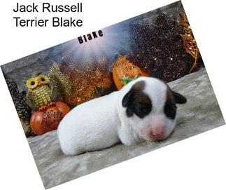 Jack Russell Terrier Blake