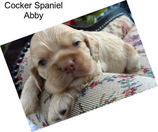 Cocker Spaniel Abby