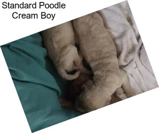 Standard Poodle Cream Boy