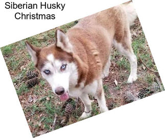 Siberian Husky Christmas