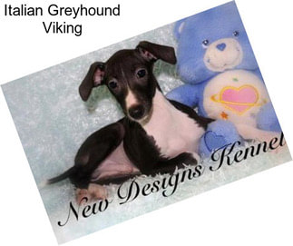 Italian Greyhound Viking