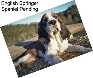 English Springer Spaniel Pending