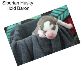 Siberian Husky Hold Baron