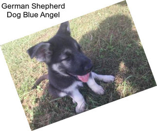 German Shepherd Dog Blue Angel