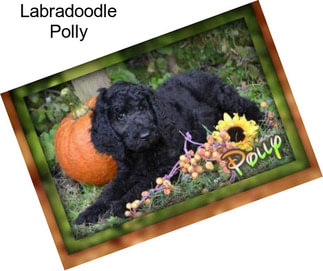 Labradoodle Polly