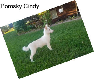 Pomsky Cindy