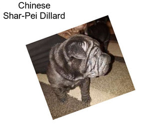 Chinese Shar-Pei Dillard