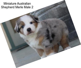 Miniature Australian Shepherd Merle Male 2