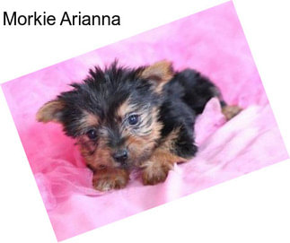 Morkie Arianna