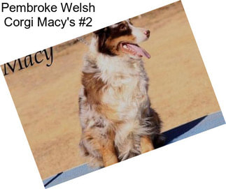 Pembroke Welsh Corgi Macy\'s #2