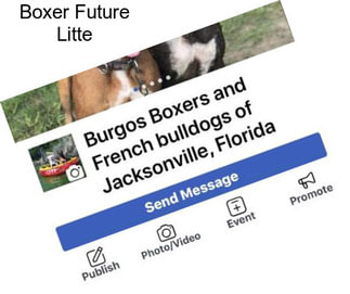 Boxer Future Litte