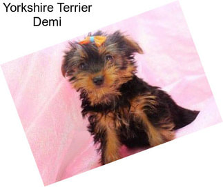 Yorkshire Terrier Demi