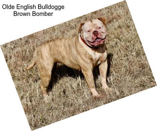 Olde English Bulldogge Brown Bomber