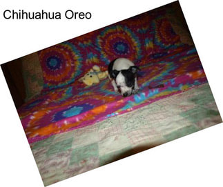 Chihuahua Oreo