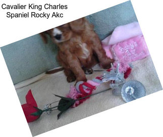 Cavalier King Charles Spaniel Rocky Akc