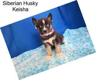 Siberian Husky Keisha