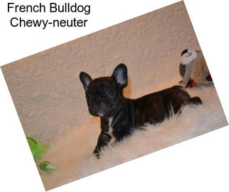 French Bulldog Chewy-neuter
