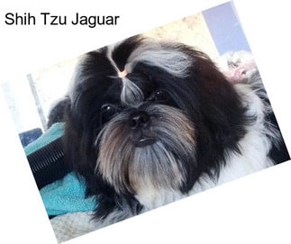 Shih Tzu Jaguar