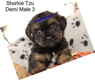 Shorkie Tzu Demi Male 3