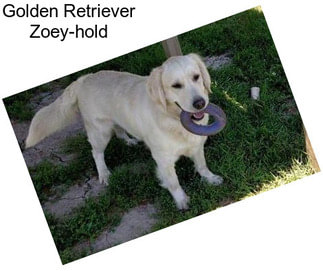 Golden Retriever Zoey-hold