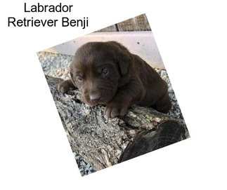 Labrador Retriever Benji