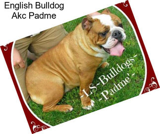 English Bulldog Akc Padme