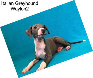 Italian Greyhound Waylon2