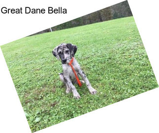 Great Dane Bella