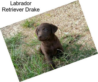 Labrador Retriever Drake