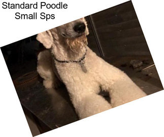 Standard Poodle Small Sps