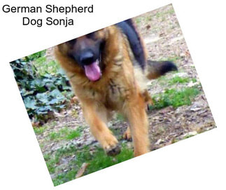 German Shepherd Dog Sonja