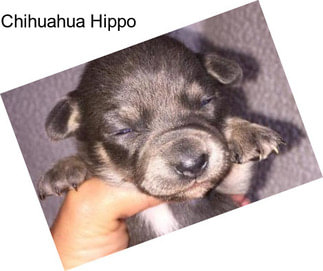 Chihuahua Hippo