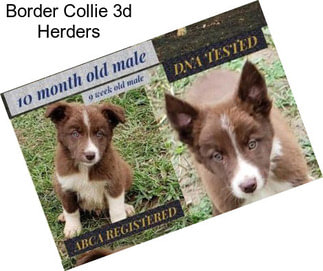 Border Collie 3d Herders