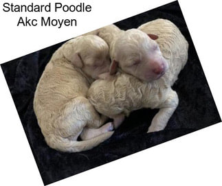 Standard Poodle Akc Moyen