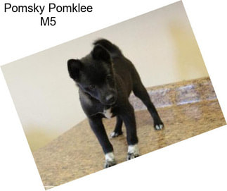 Pomsky Pomklee M5