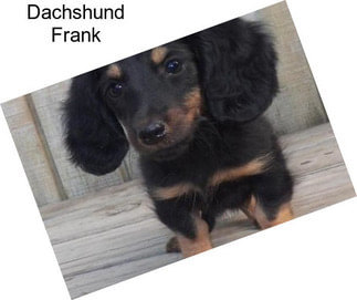 Dachshund Frank