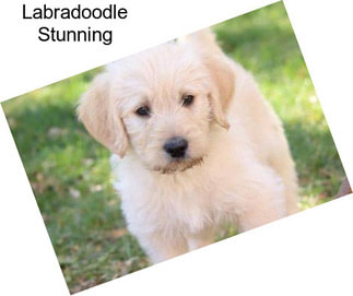 Labradoodle Stunning