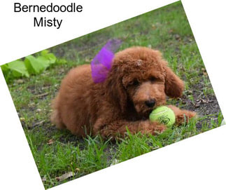 Bernedoodle Misty