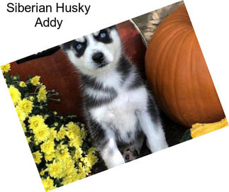 Siberian Husky Addy