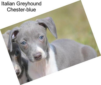 Italian Greyhound Chester-blue