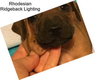 Rhodesian Ridgeback Lighting